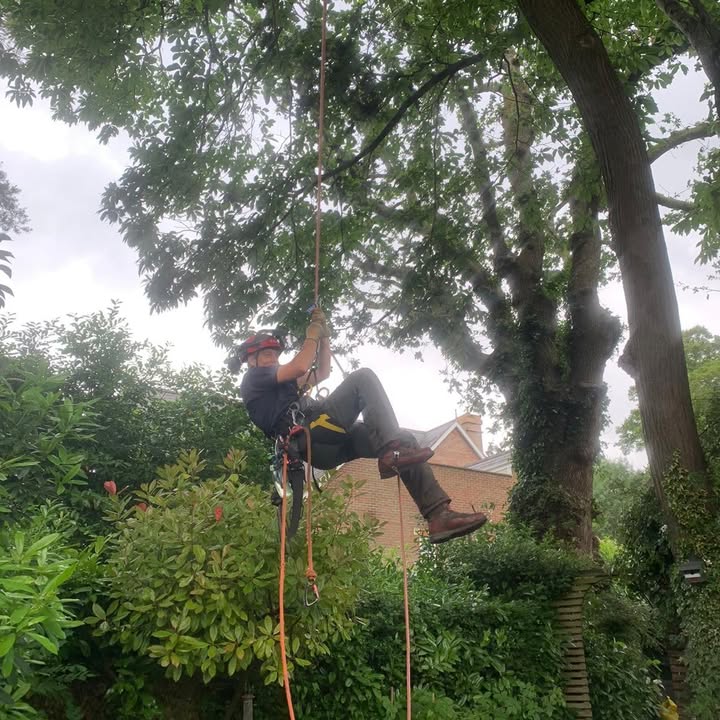 Climber in a harness ascending a rope into a garden tree