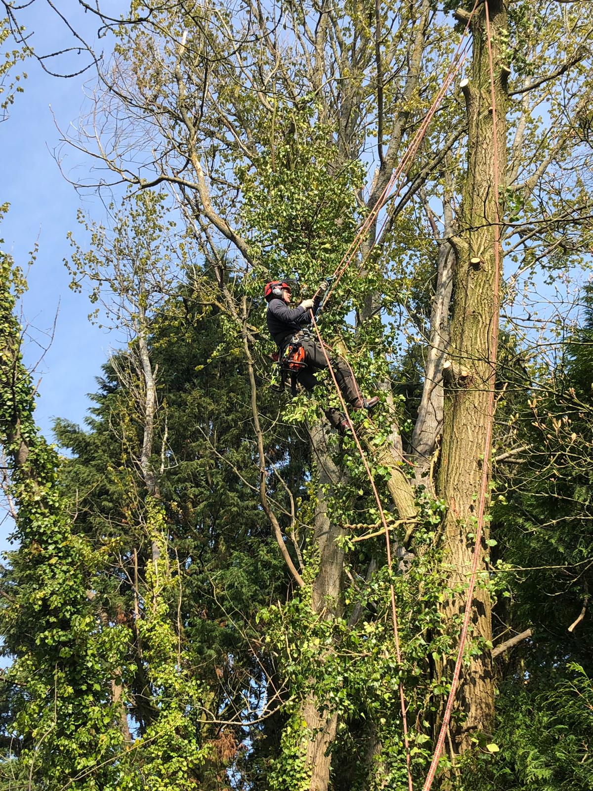 Climber high in a tall ivy-covered tree