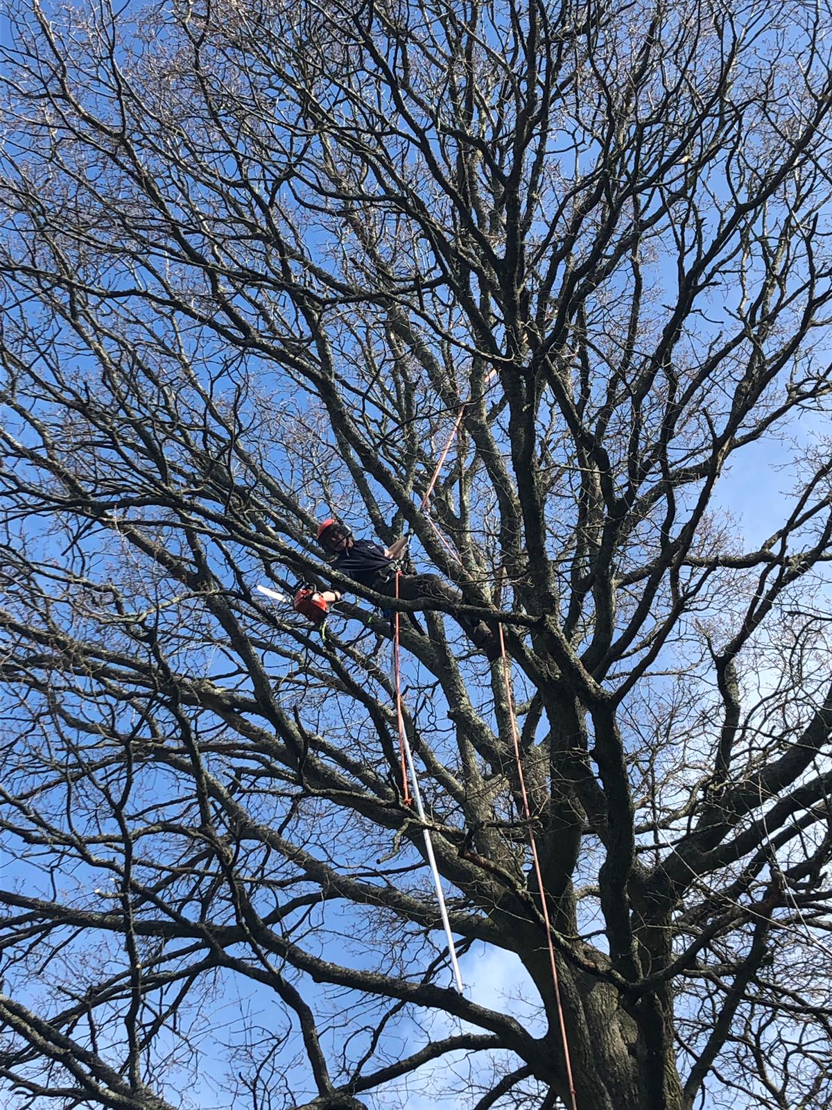Climber in a winter oak crown against blue sky