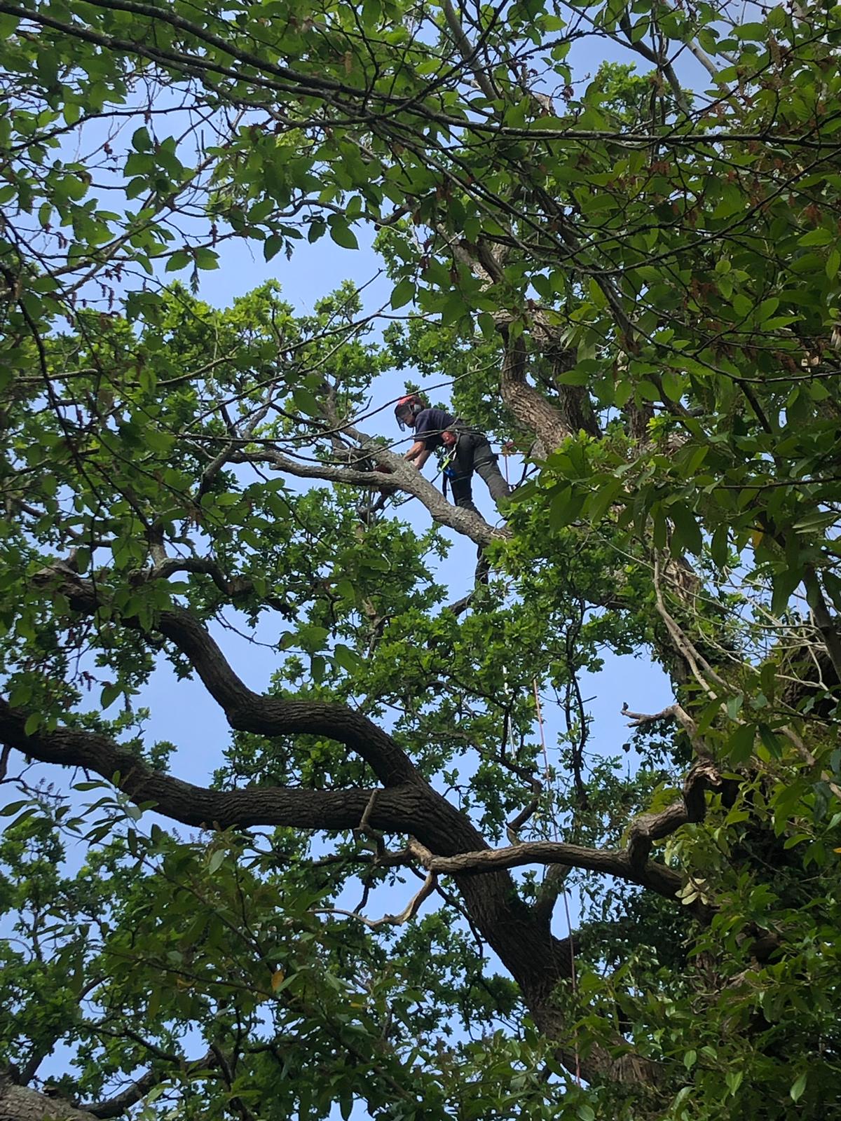Climber working through a broadleaf canopy