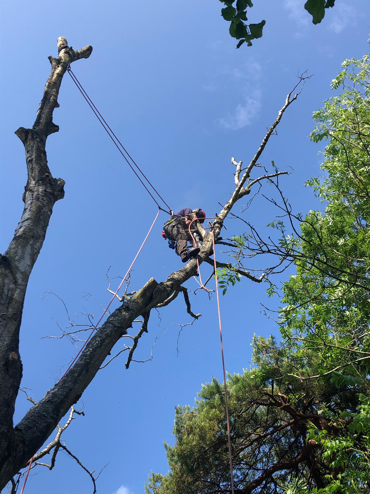 Dismantling a dead limb with rigging lines high in a tree