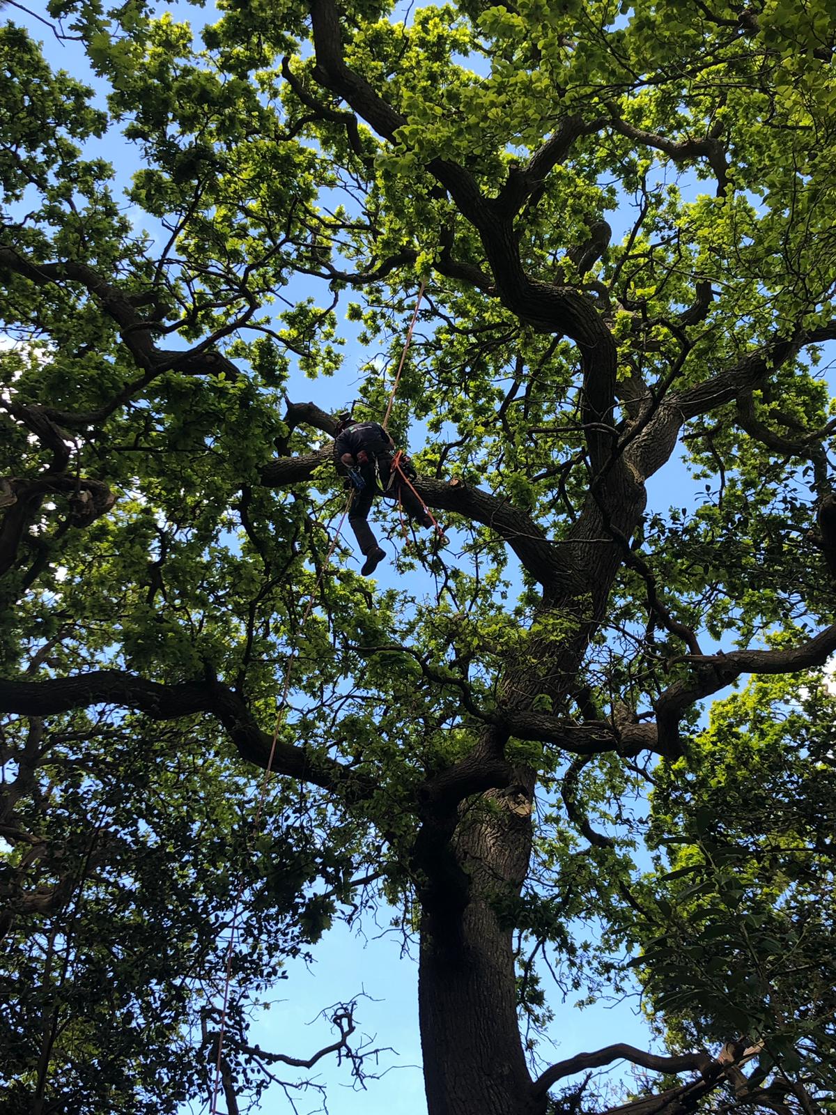 Looking up into an oak canopy with a climber at work