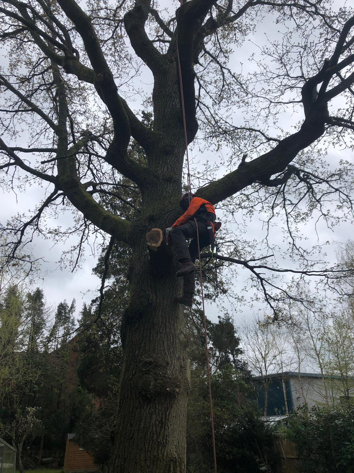 Climber in orange protective gear working on a large oak trunk