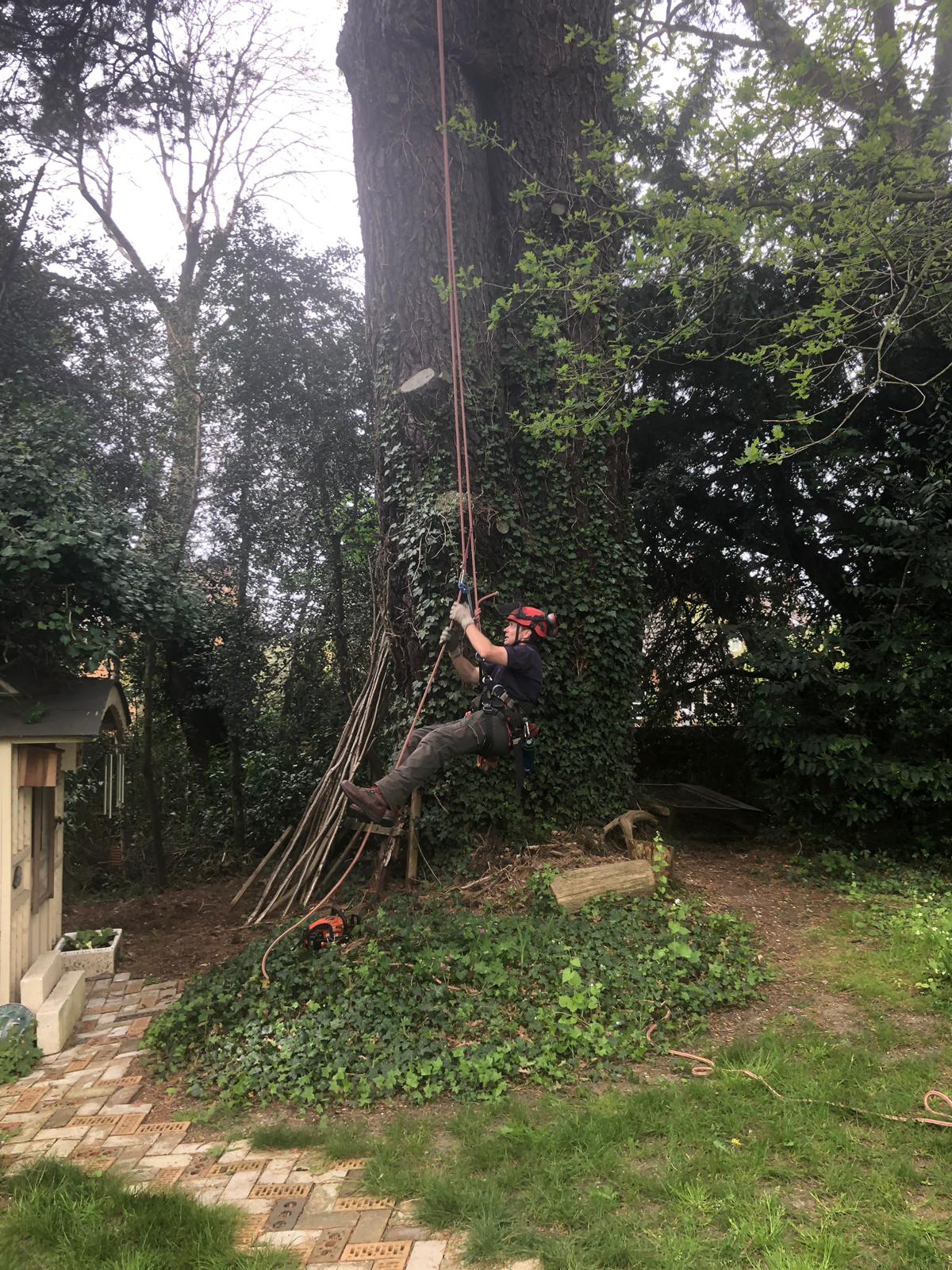 Climber on a rope at the base of a large trunk in a garden