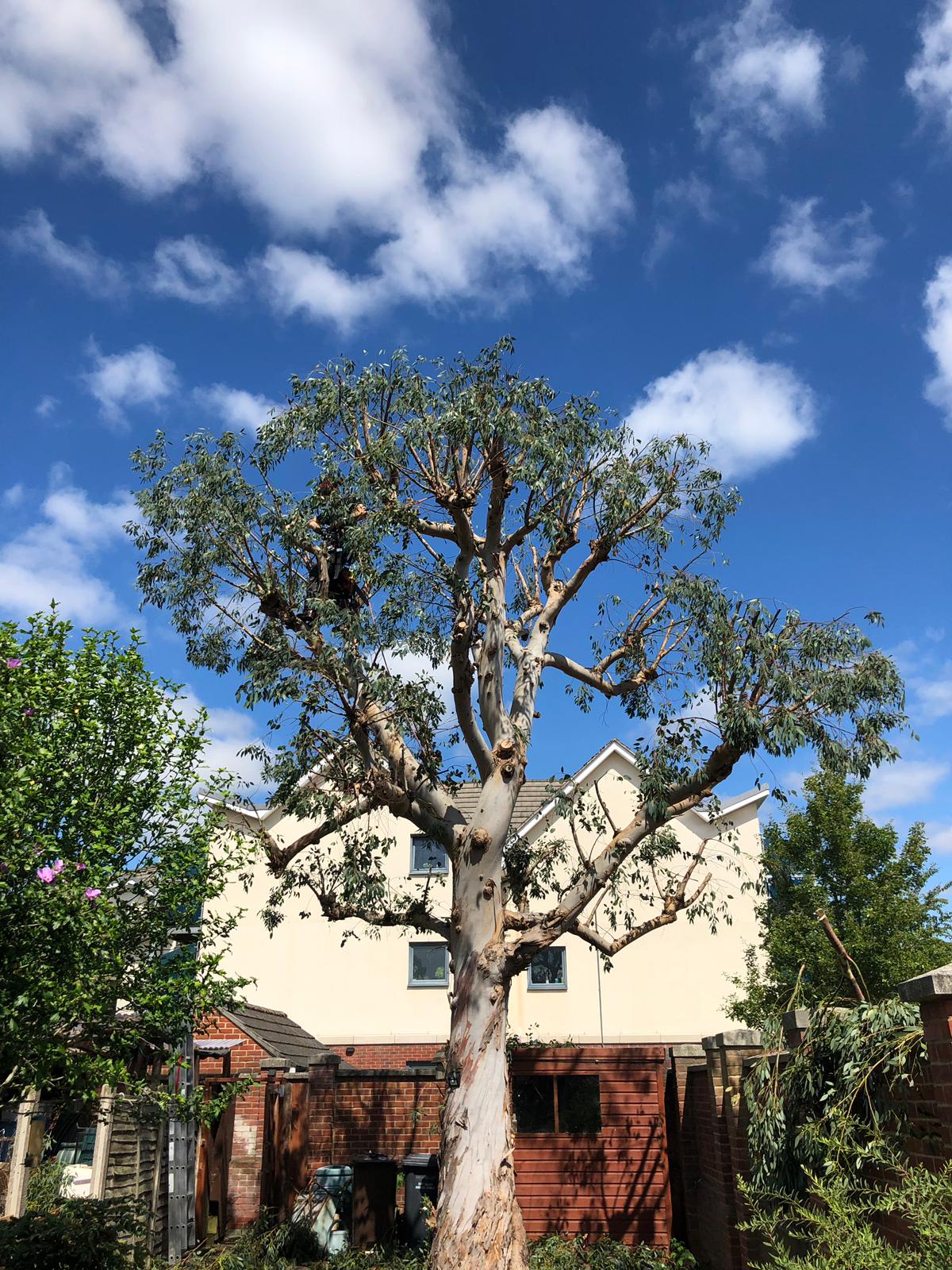 A large garden tree after a careful crown reduction, houses behind