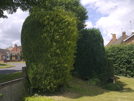 Hedge trimming, before