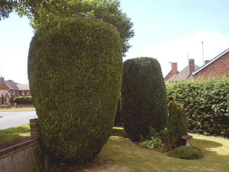 Hedge trimming, after