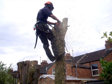 Topping a trunk with a chainsaw