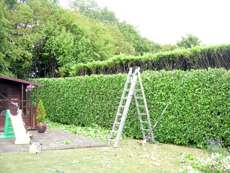 Hedge trimming, before