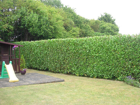 Hedge trimming, after