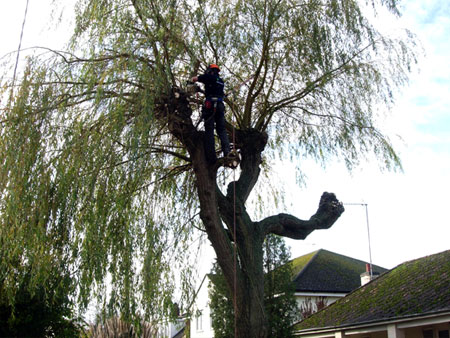 Willow pollard, before