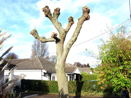 Willow pollard, after