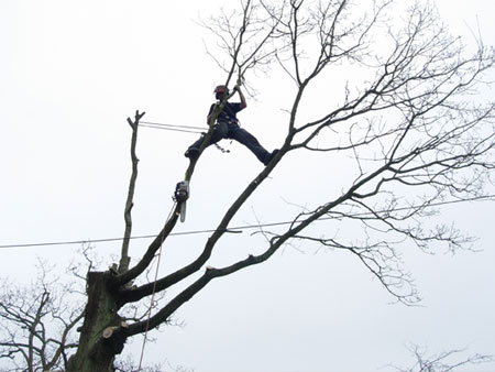Decayed Oak being dismantled, Feb 2012