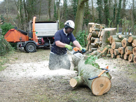 Cutting up a felled oak into logs beside the chipper truck