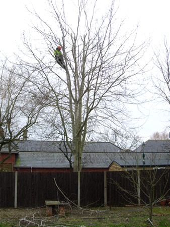 Poplar reduction, before