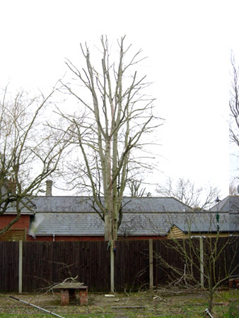 Poplar reduction, after
