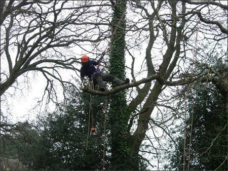 Climbing into a large tree to start a dismantle