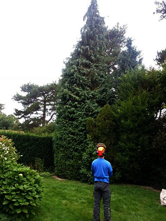 Conifer reduction, before