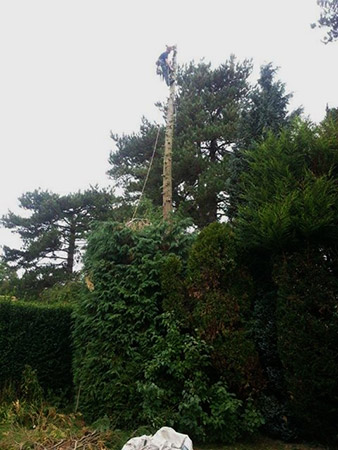 Conifer reduction, during