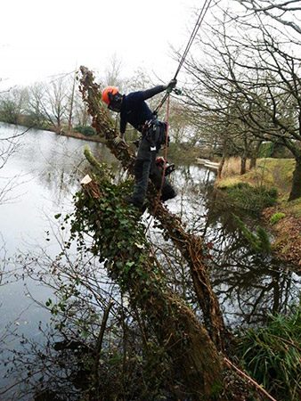 Climber working on a tree leaning over a lake