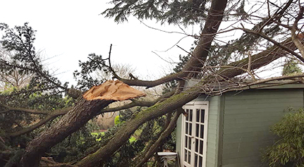 Storm-snapped Cedar branches lying across a neighbour’s shed