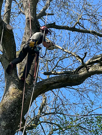 Removing deadwood on a large Ash tree, April 2025
