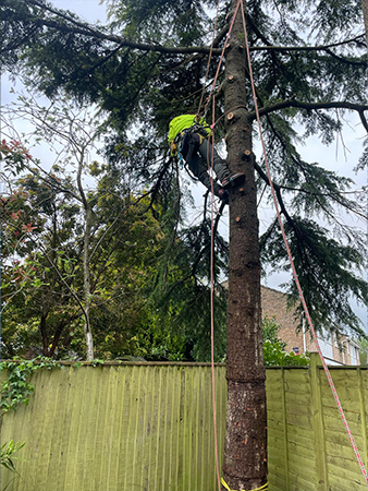 Climbing during a Cedar reduction, April 2025